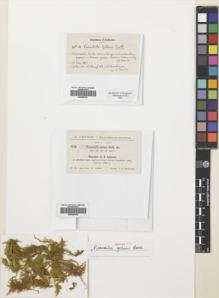 Type specimen at Edinburgh (E). Gollan, W.: 68. Barcode: E00688190.