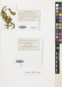 Type specimen at Edinburgh (E). Gollan, W.: 68. Barcode: E00688191.