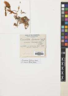 Type specimen at Edinburgh (E). Merrill, Elmer: 7880. Barcode: E00688193.