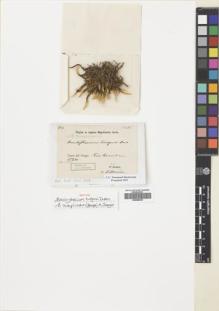 Type specimen at Edinburgh (E). Dusén, Per: 153. Barcode: E00688326.