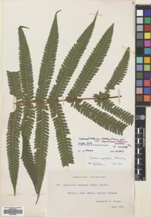 Type specimen at Edinburgh (E). Tilden, Josephine: 359. Barcode: E00688386.