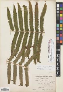 Type specimen at Edinburgh (E). Tilden, Josephine: 359. Barcode: E00688387.
