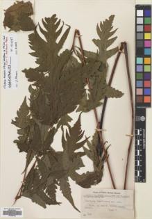 Type specimen at Edinburgh (E). Setchell, William; Parks, Harold: 298. Barcode: E00688402.