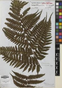 Type specimen at Edinburgh (E). Cuming, Hugh: 1389. Barcode: E00688403.