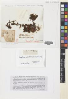 Type specimen at Edinburgh (E). Moorcroft, W.: . Barcode: E00688408.