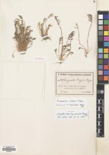 Type specimen at Edinburgh (E). Pritzel, Ernst: 819. Barcode: E00688828.