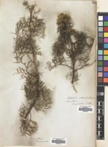 Type specimen at Edinburgh (E). Drummond, James: 15. Barcode: E00689022.