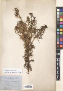 Type specimen at Edinburgh (E). Brown, Robert: . Barcode: E00689064.