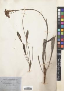 Type specimen at Edinburgh (E). Brown, Robert: . Barcode: E00689141.