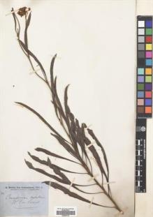 Type specimen at Edinburgh (E). Brown, Robert: . Barcode: E00689142.