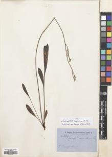 Type specimen at Edinburgh (E). Brown, Robert: 3269. Barcode: E00689143.