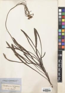 Type specimen at Edinburgh (E). Brown, Robert: . Barcode: E00689145.