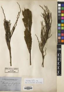 Type specimen at Edinburgh (E). Brown, Robert: . Barcode: E00689180.