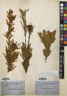 Type specimen at Edinburgh (E). Brown, Robert: 3310. Barcode: E00689284.