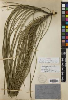 Type specimen at Edinburgh (E). Brown, Robert: 3385. Barcode: E00689320.