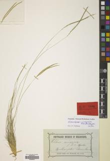 Type specimen at Edinburgh (E). von Mueller, Ferdinand: . Barcode: E00689992.