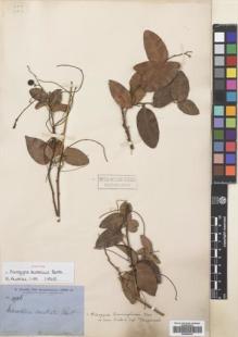 Type specimen at Edinburgh (E). Brown, Robert: 4926. Barcode: E00690430.