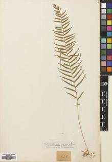 Type specimen at Edinburgh (E). Smith, Herbert: 1025. Barcode: E00691249.