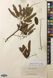 Type specimen at Edinburgh (E). Elmer, Adolph: 11925. Barcode: E00691502.