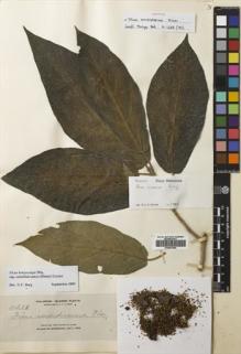 Type specimen at Edinburgh (E). Elmer, Adolph: 11218. Barcode: E00691504.