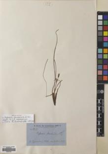 Type specimen at Edinburgh (E). Brown, Robert: 5631. Barcode: E00691524.