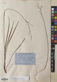 Type specimen at Edinburgh (E). Brown, Robert: 5657. Barcode: E00691610.
