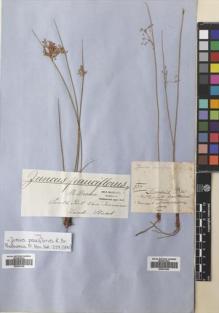 Type specimen at Edinburgh (E). Brown, Robert: . Barcode: E00691648.