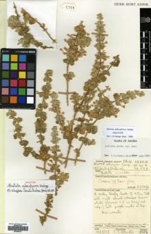 Type specimen at Edinburgh (E). Collenette, Iris: 3759. Barcode: E00692813.