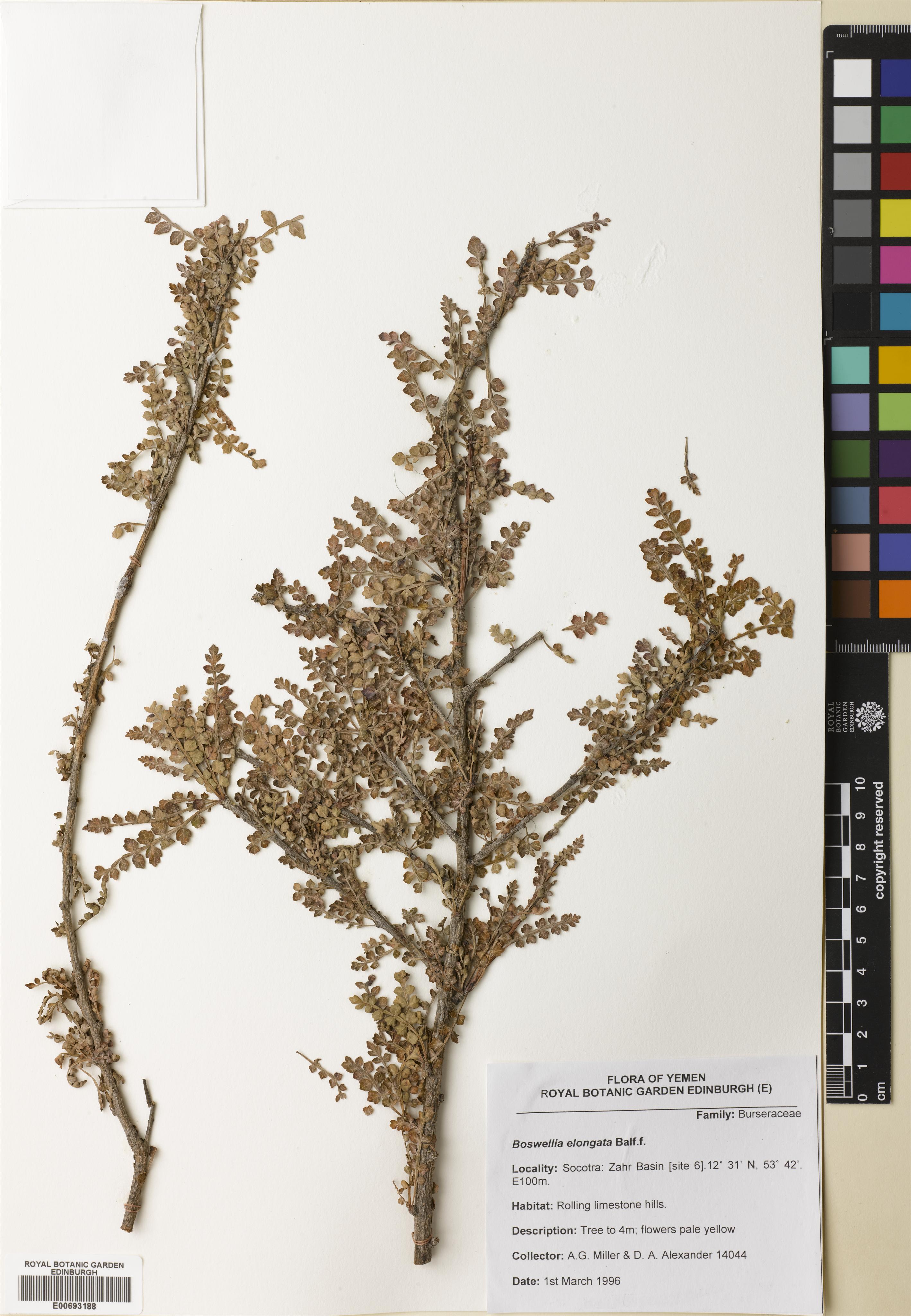 Boswellia aspleniifolia