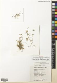 Type specimen at Edinburgh (E). Whitcombe, R.: 379. Barcode: E00693288.