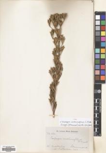 Type specimen at Edinburgh (E). Drummond, James: 563. Barcode: E00694685.