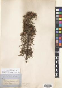 Type specimen at Edinburgh (E). Brown, Robert: . Barcode: E00694723.
