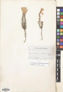 Type specimen at Edinburgh (E). Drummond, James: 580. Barcode: E00694948.
