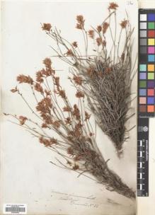 Type specimen at Edinburgh (E). Drummond, James: 32. Barcode: E00694956.
