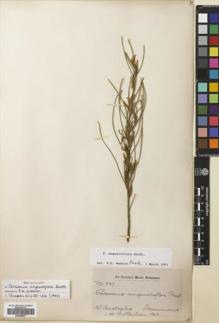 Type specimen at Edinburgh (E). Drummond, James: 597. Barcode: E00695097.