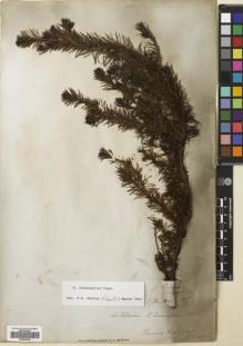 Type specimen at Edinburgh (E). Cunningham, Allan: . Barcode: E00695108.