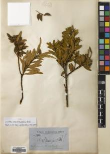 Type specimen at Edinburgh (E). Brown, Robert: 3306. Barcode: E00695200.