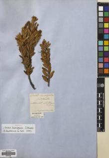 Type specimen at Edinburgh (E). von Mueller, Ferdinand: . Barcode: E00695209.
