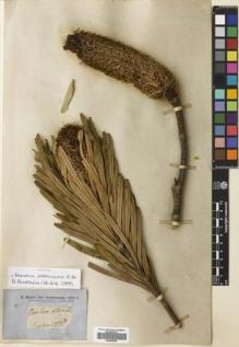 Type specimen at Edinburgh (E). Brown, Robert: . Barcode: E00695292.