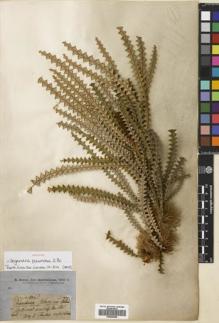 Type specimen at Edinburgh (E). Brown, Robert: . Barcode: E00695386.