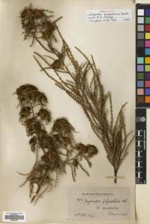 Type specimen at Edinburgh (E). Drummond, James: 342. Barcode: E00695392.
