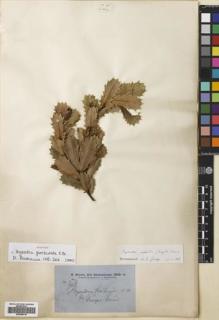 Type specimen at Edinburgh (E). Brown, Robert: 3418. Barcode: E00695418.