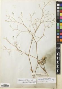 Type specimen at Edinburgh (E). Schimper, Georg: 744. Barcode: E00695604.