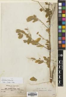 Type specimen at Edinburgh (E). Schimper, Georg: 619. Barcode: E00695768.