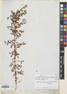 Type specimen at Edinburgh (E). Cuming, Hugh: 242. Barcode: E00695783.