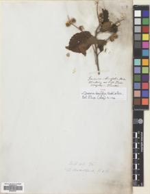 Type specimen at Edinburgh (E). Tweedie, John: . Barcode: E00695787.