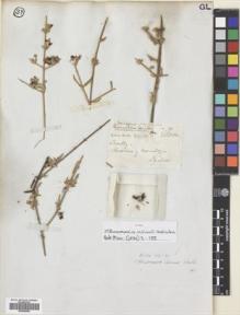 Type specimen at Edinburgh (E). Gillies, John: . Barcode: E00695800.