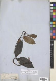 Type specimen at Edinburgh (E). Spruce, Richard: 2206. Barcode: E00695808.