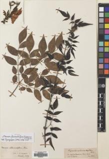 Type specimen at Edinburgh (E). Spruce, Richard: . Barcode: E00695810.