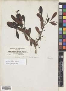 Type specimen at Edinburgh (E). Schimper, Georg: 1078. Barcode: E00695838.